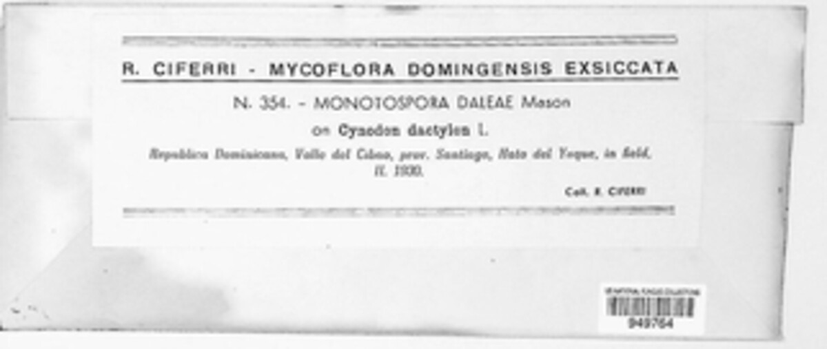 Monotospora daleae image